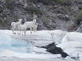 Vacation Alaska and Northwest  Dall Sheep